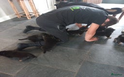 Rottweiler honden te koop: Nog 3 super lieve rottweiler reutjes. - Afbeelding 20