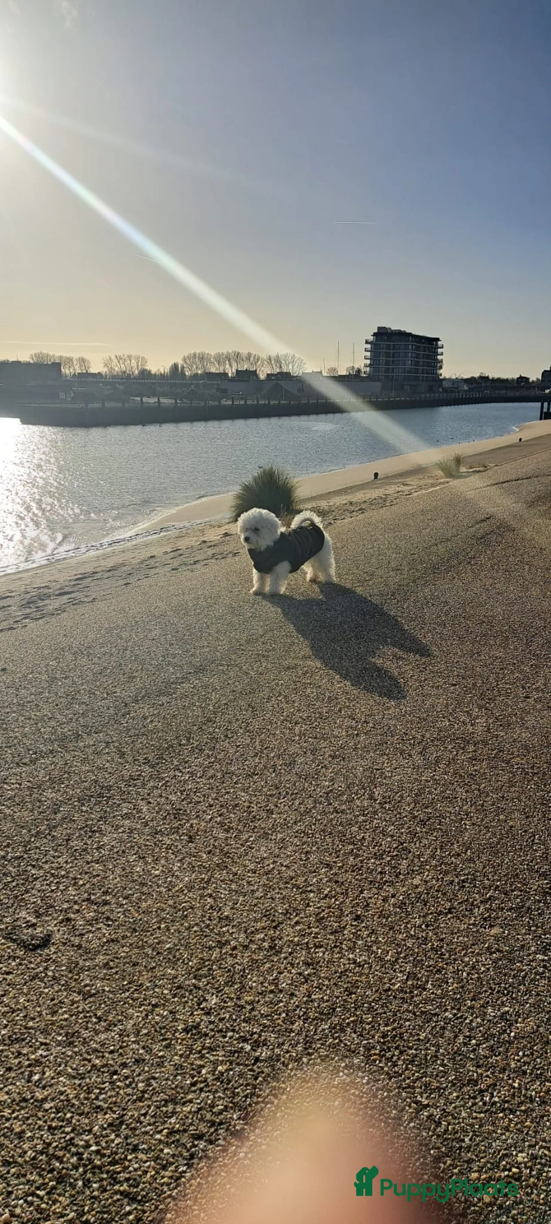 Maltezer honden te koop: Maltezer Pamy in Breskens - Advertentie 2
