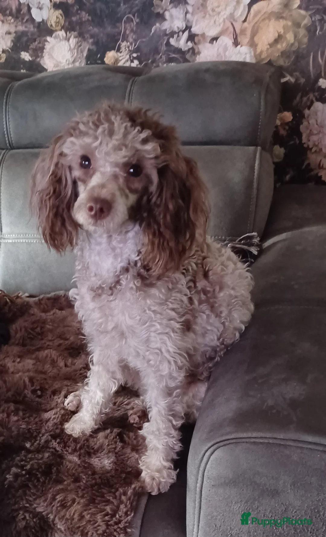 Poedel Toy honden te koop: Toy poedel reutje  - Advertentie 5