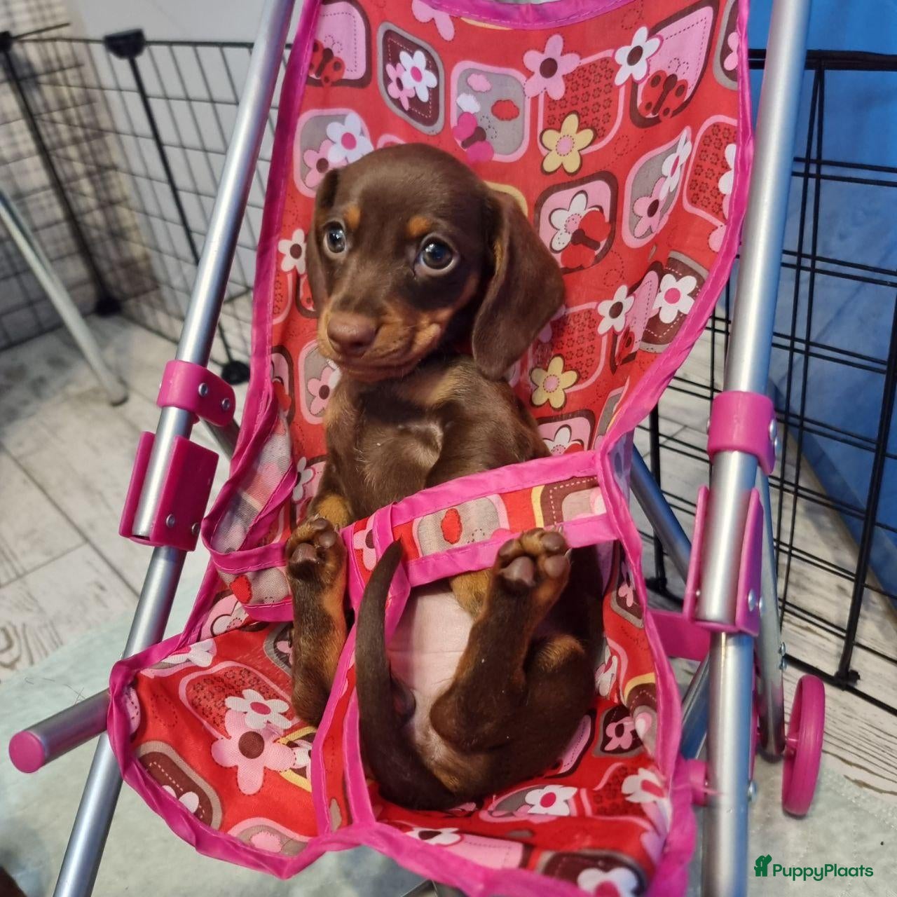 Teckel (korthaar)  honden Dwergteckel pups - Advertentie 14