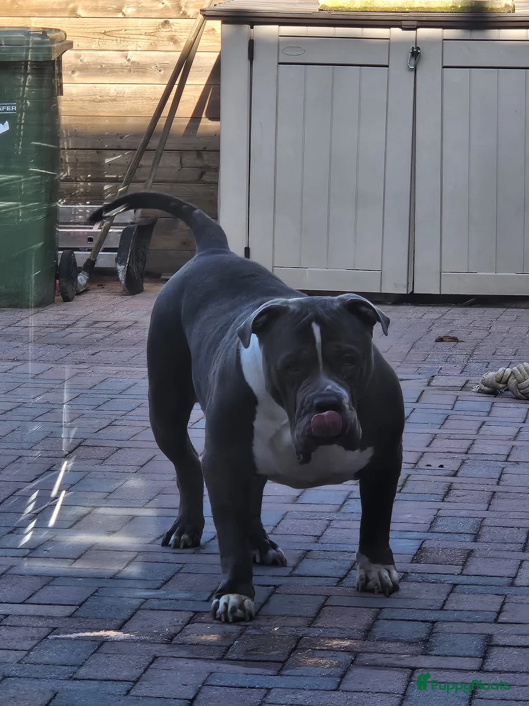 Amerikaanse Bully honden te koop: 💙 Mooie American Bully met stamboom 💙 - Advertentie 2