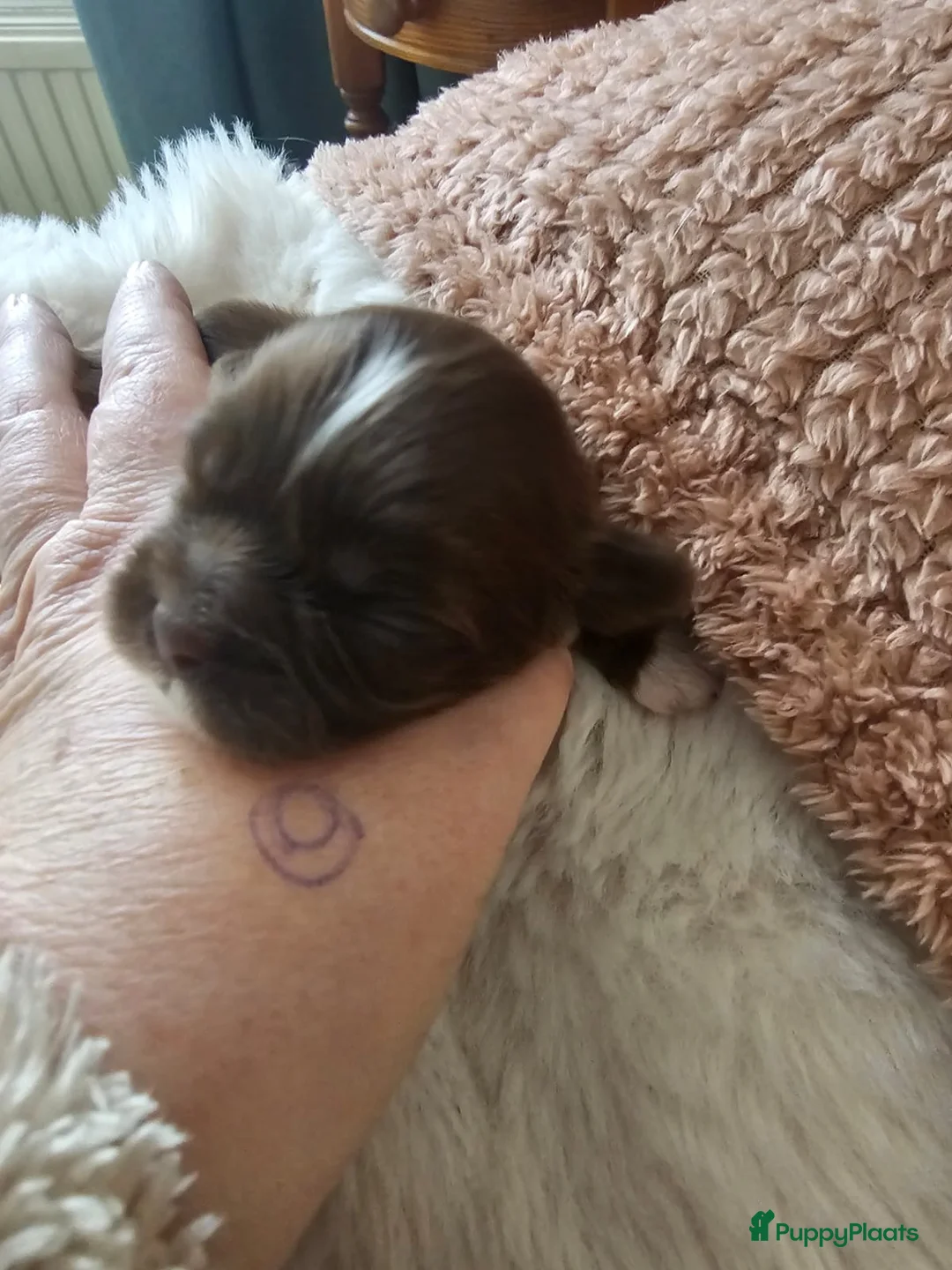 Kruising honden te koop: Boomer pups - Advertentie 1