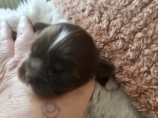 Kruising honden Boomer pups - Advertentie 7