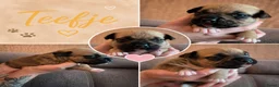 Amerikaanse Bully honden te koop: American bully pocket pups - Advertentie 4
