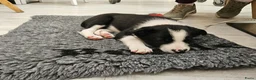 Border Collie honden te koop: Mooie, lieve en gesocialiseerde border collie - Advertentie 6