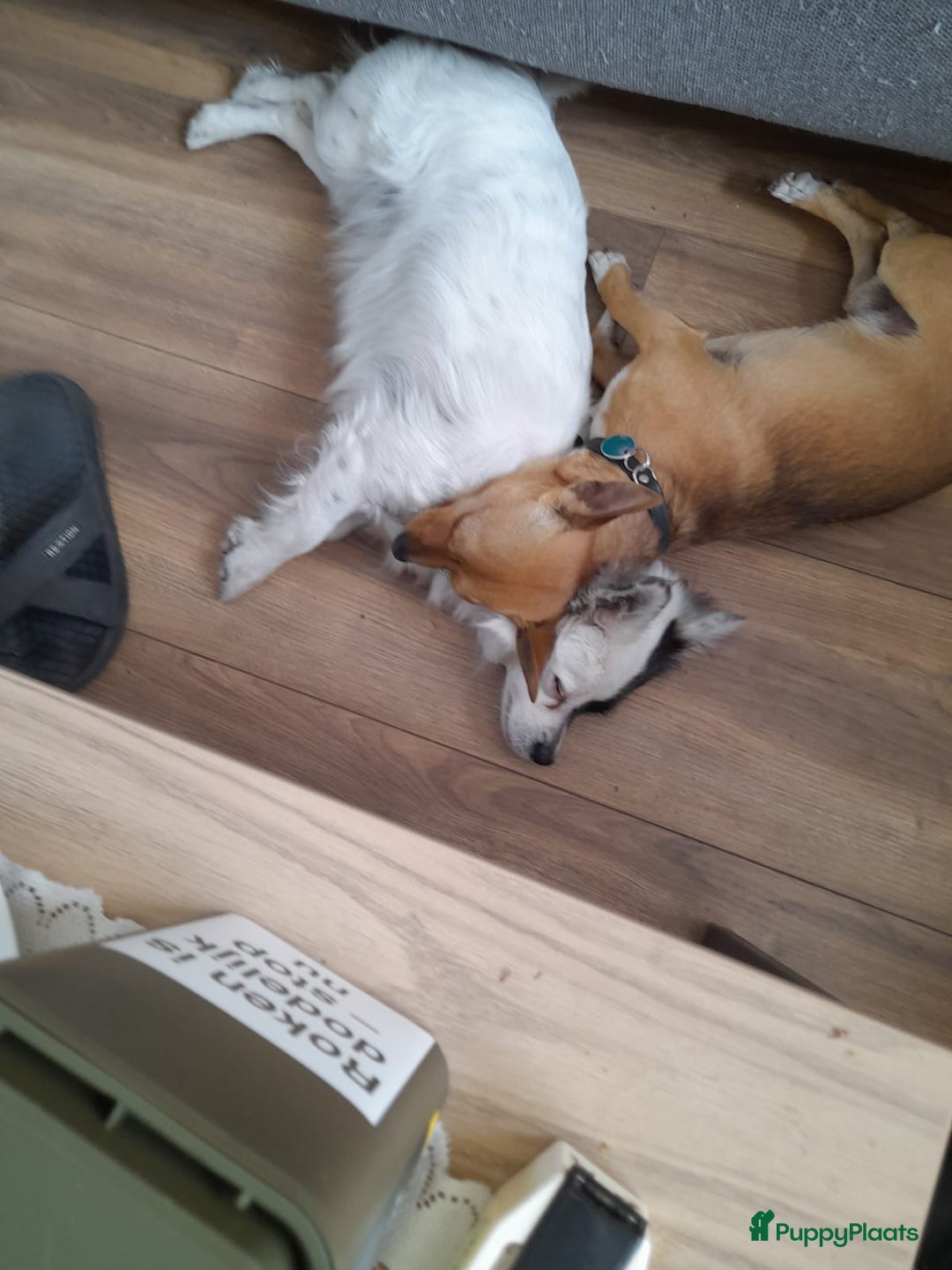 Kruising honden te koop: Jack-Chi Pups te koop - Advertentie 3