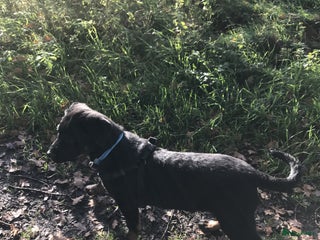 Rottweiler honden mooi lieve dek reu in Geleen - Advertentie 14