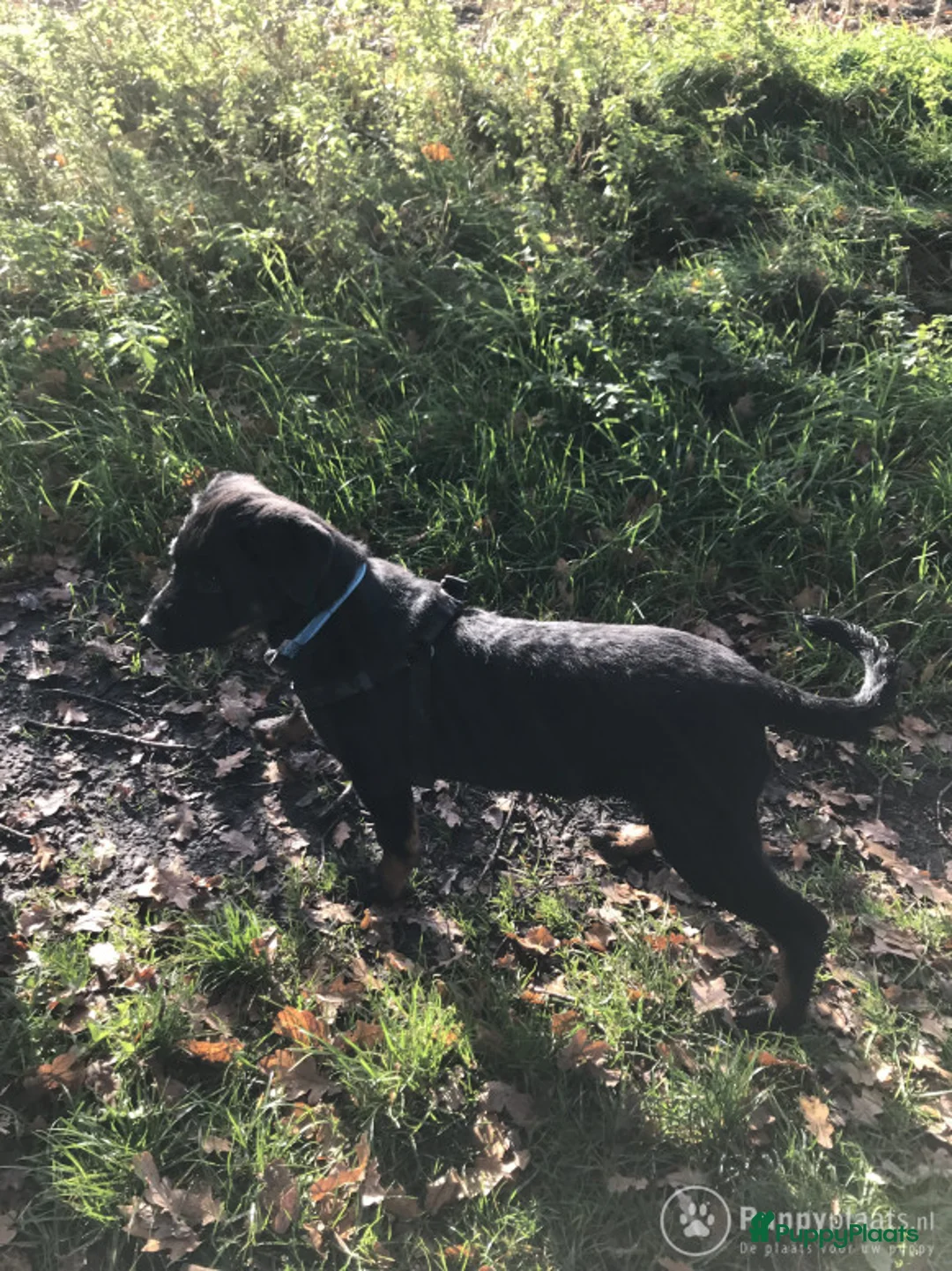 Rottweiler honden ter dekking: mooi lieve dek reu in Geleen - Advertentie 1