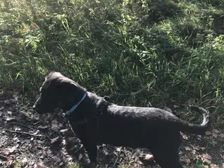 Rottweiler honden mooi lieve dek reu - Advertentie 15