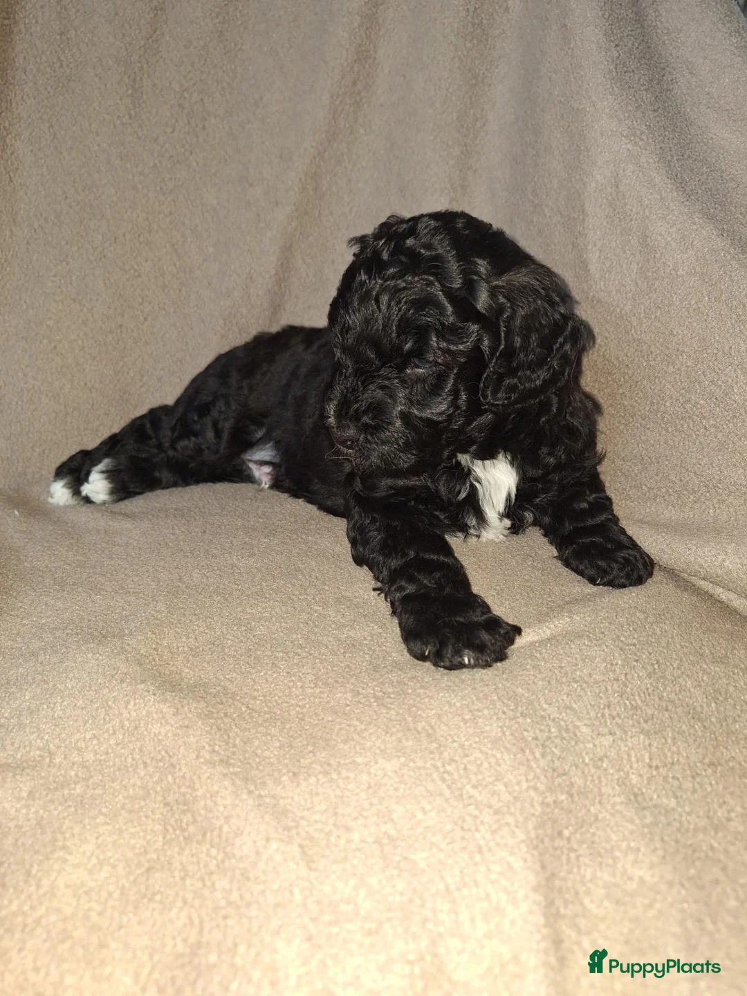 Labradoodle honden te koop: Lieve Labradoodle puppy mediumxmini bruin en zwart in Langbroek - Advertentie 10