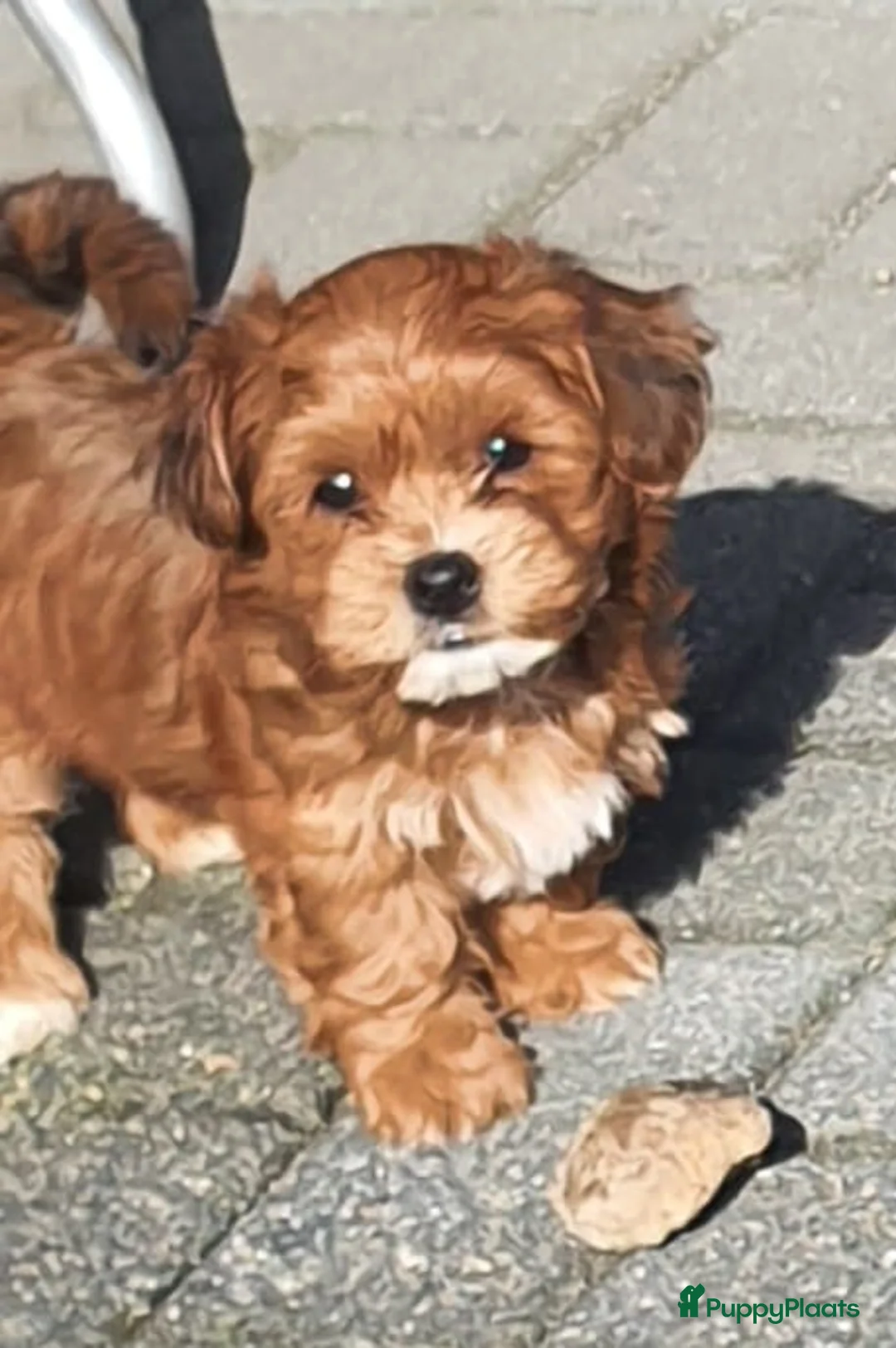 Havanezer honden te koop: Prachtige gezonde Havanezer pups met stamboom - Advertentie 2