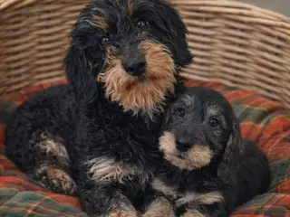 Ruwhaar Teckel honden Te koop super mooie dwergteckel pup - Advertentie 2