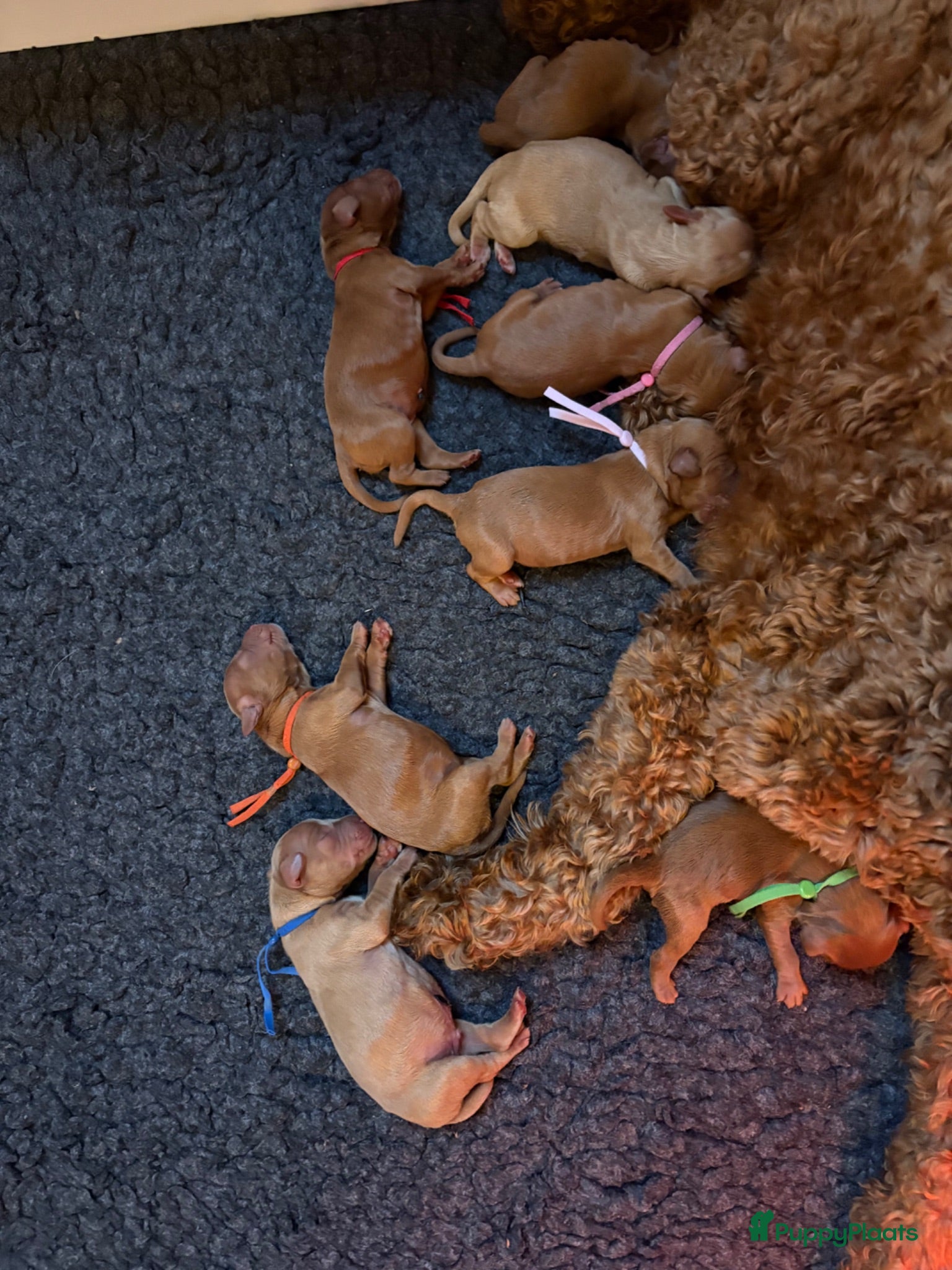Australian Labradoodle honden Multigen Australian Labradoodle pups - Advertentie 2