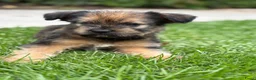 Kruising honden te koop: Lieve puppy’s 🐶  - Advertentie 6