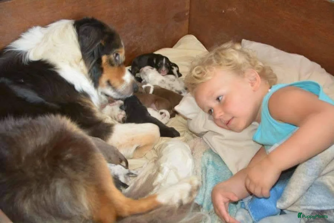 Australian Shepherd honden te koop: Super gesocialiseerde Australische herder pups - Advertentie 38