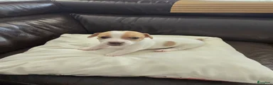 Jack Russel Terriër Puppy 2