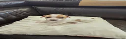 Jack Russel Terriër honden te koop: Nog 3 pups beschikbaar in Sint Jansteen - Advertentie 16