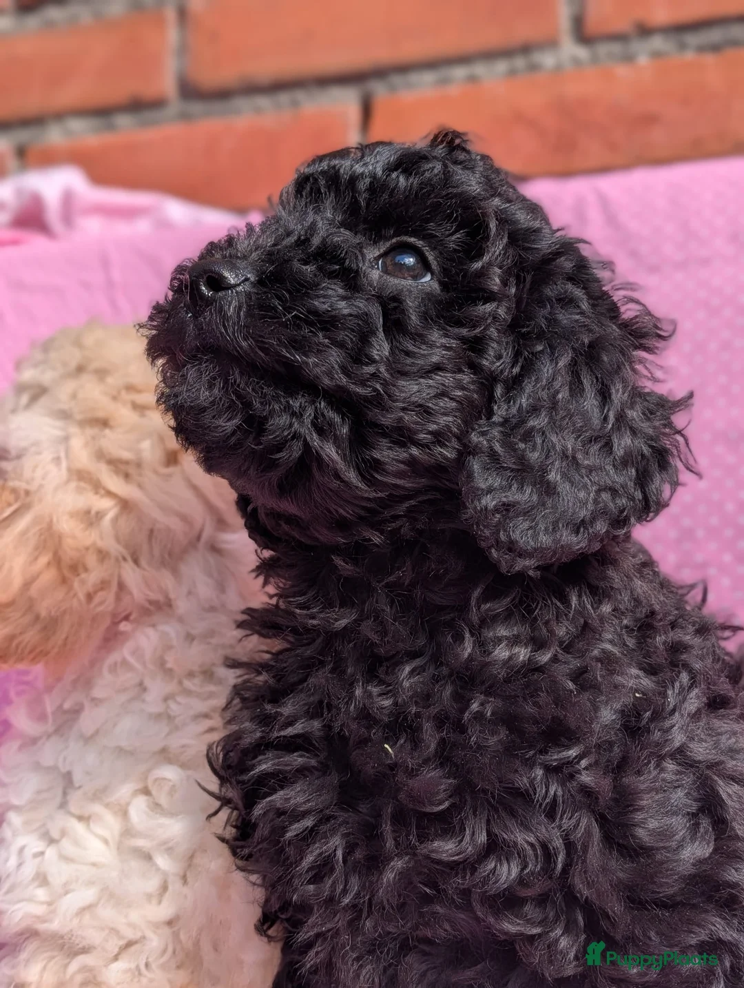 Kruising honden te koop: Type maltipoo pups hypoallergeen. - Advertentie 12