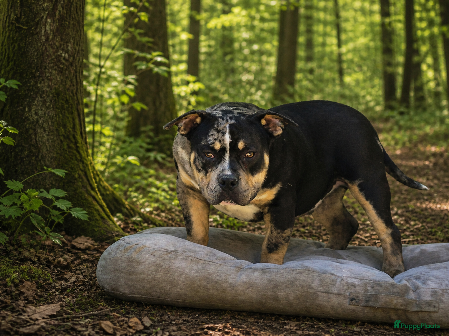 Amerikaanse Bully honden American bully pocket - Advertentie 1