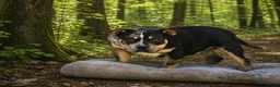 Amerikaanse Bully honden te koop: American bully pocket - Advertentie 1