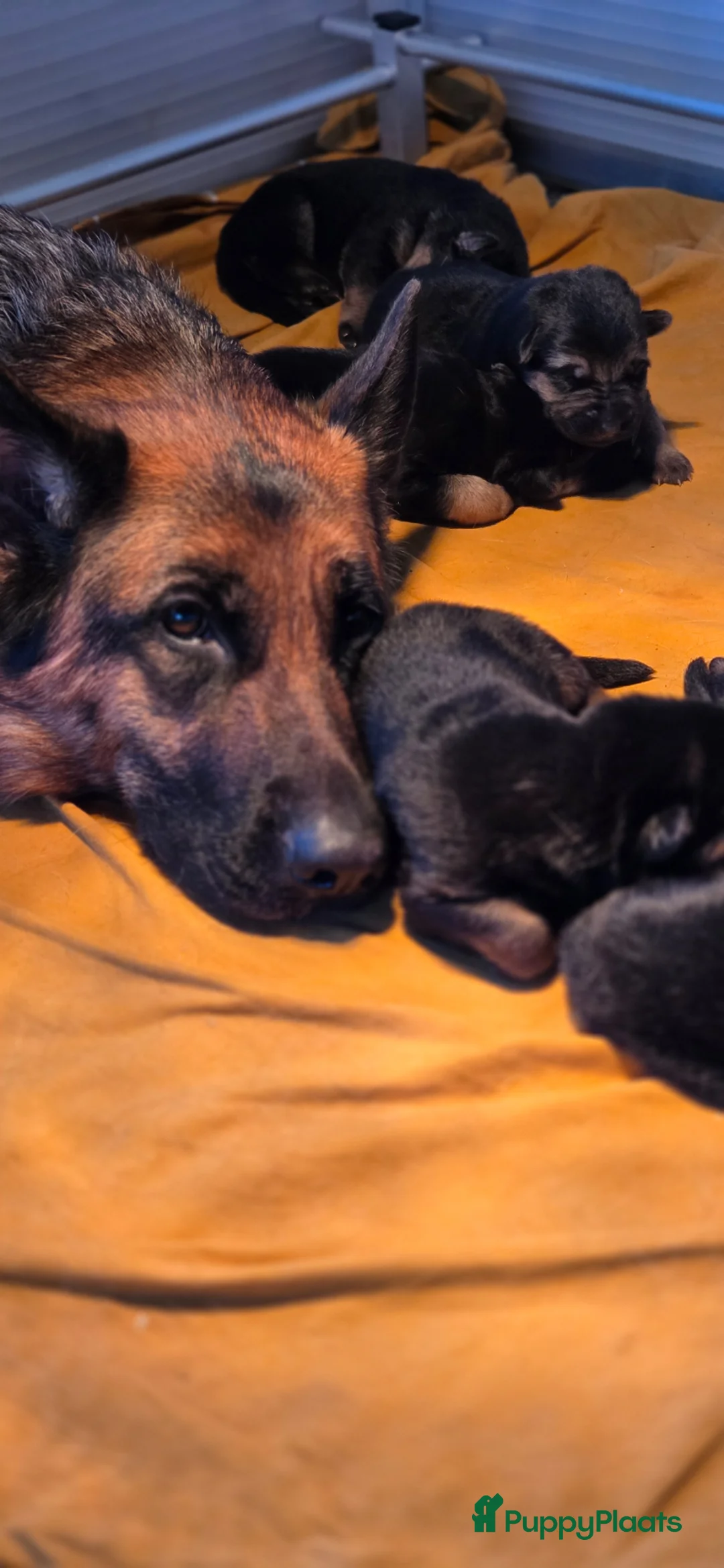 Duitse Herder honden te koop: Mooi getekende herderpups in Blijham - Advertentie 1