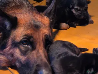 Duitse Herder honden Mooi getekende herderpups - Advertentie 2