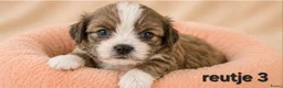 Boomer honden te koop: Super mooi gezonde boomer pups. Shi tzu X Maltezer - Advertentie 3
