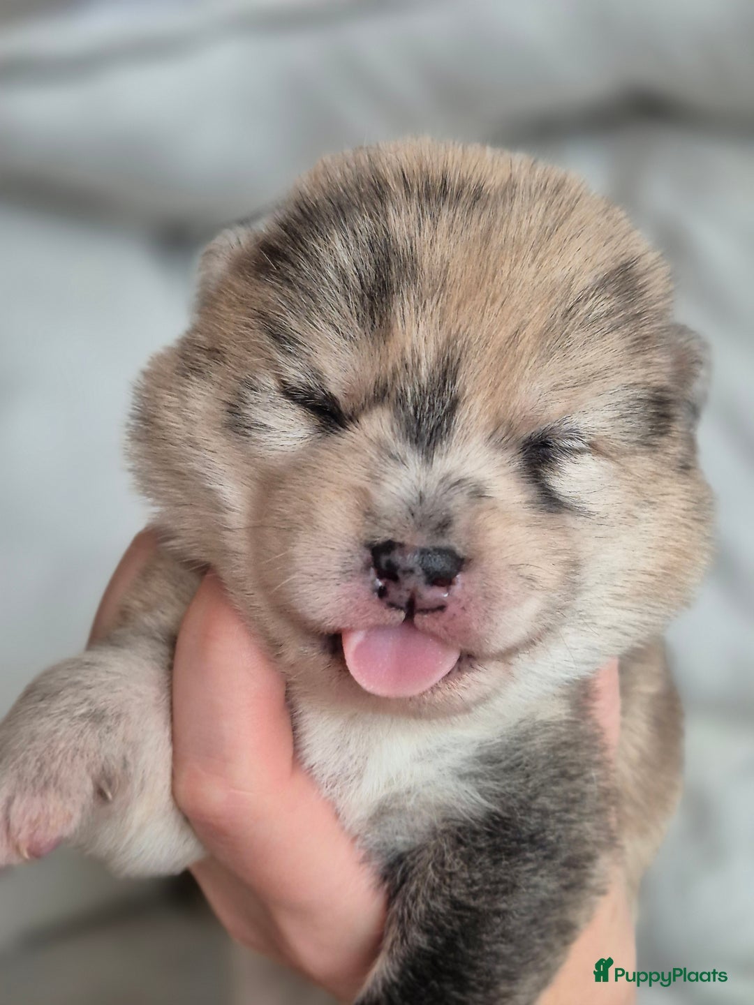 Kruising honden te koop: Prachtige Pomsky x Shiba pups - Advertentie 1