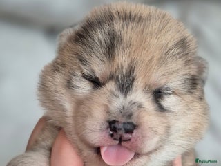 Kruising honden Prachtige Pomsky x Shiba pups - Advertentie 2
