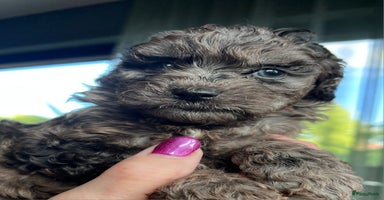 Labradoodle honden - Advertentie 14
