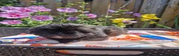 Shih Tzu honden te koop: Raszuivere shih tzu pups  - Advertentie 3
