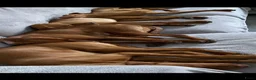 Vizsla korthaar honden te koop: Kortharige Hongaarse Vizsla-pups - Advertentie 13