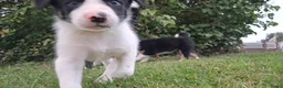 Border Collie honden te koop: 2 prachtige Border Collie pups  - Advertentie 17