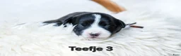 Welsh Corgi Cardigan honden te koop: Cardigan Welsh Corgi pups - Advertentie 10