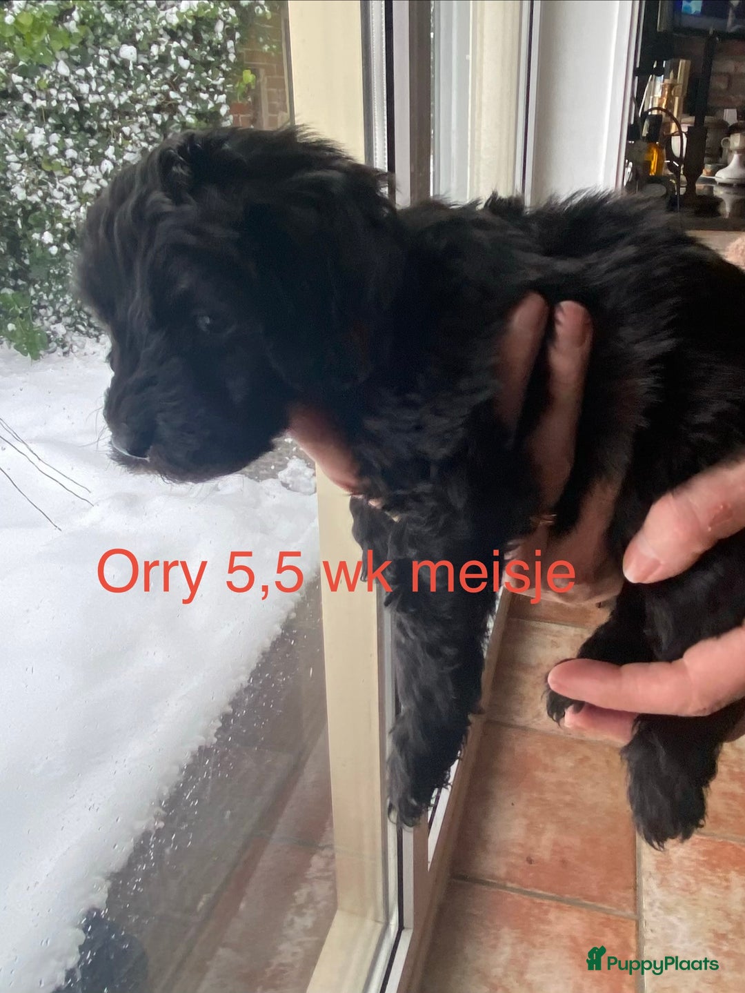 Labradoodle honden te koop: Labradoodle(multigen) mini/midi groeien op in huis - Advertentie 19