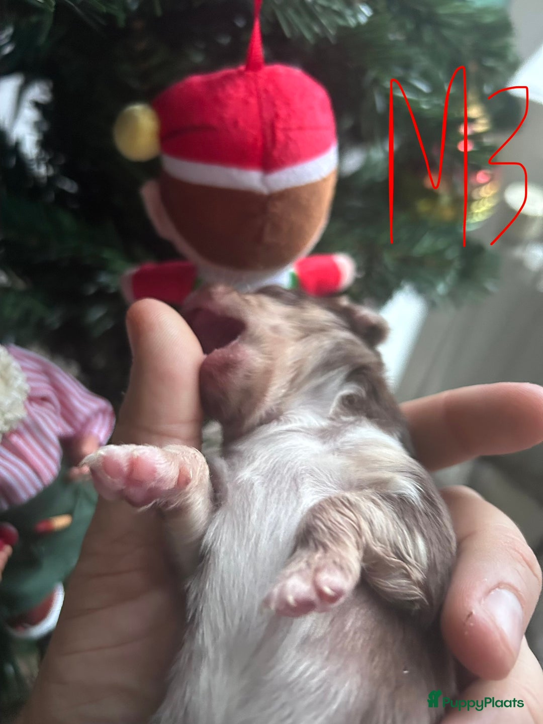 Chihuahua honden te koop: 6 lieve Chihuahua puppy’s - Advertentie 21