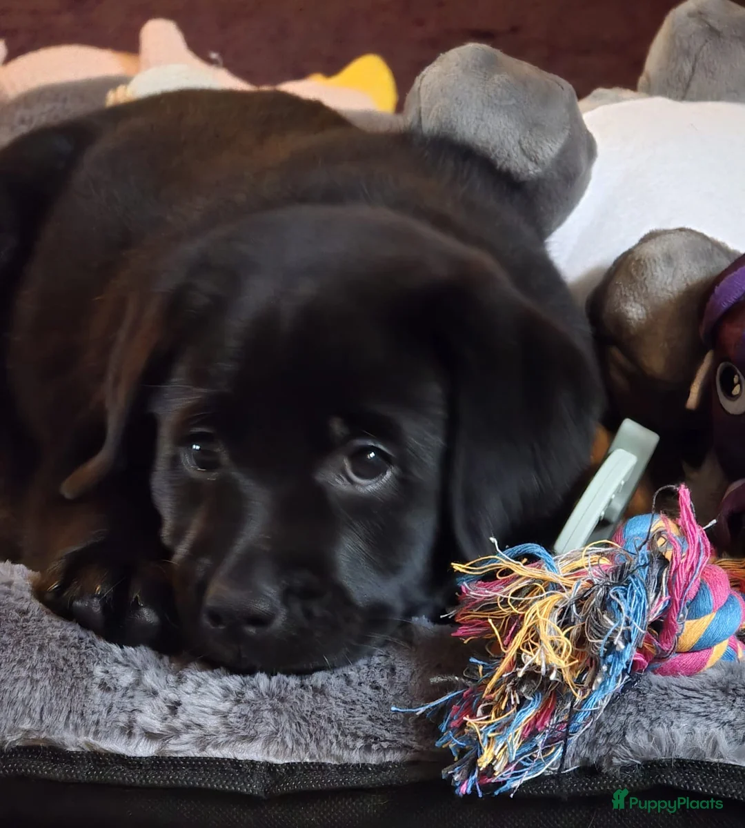 Labrador Retriever honden te koop: NEST AANKONDIGING LABRADOR PUPS - Advertentie 4