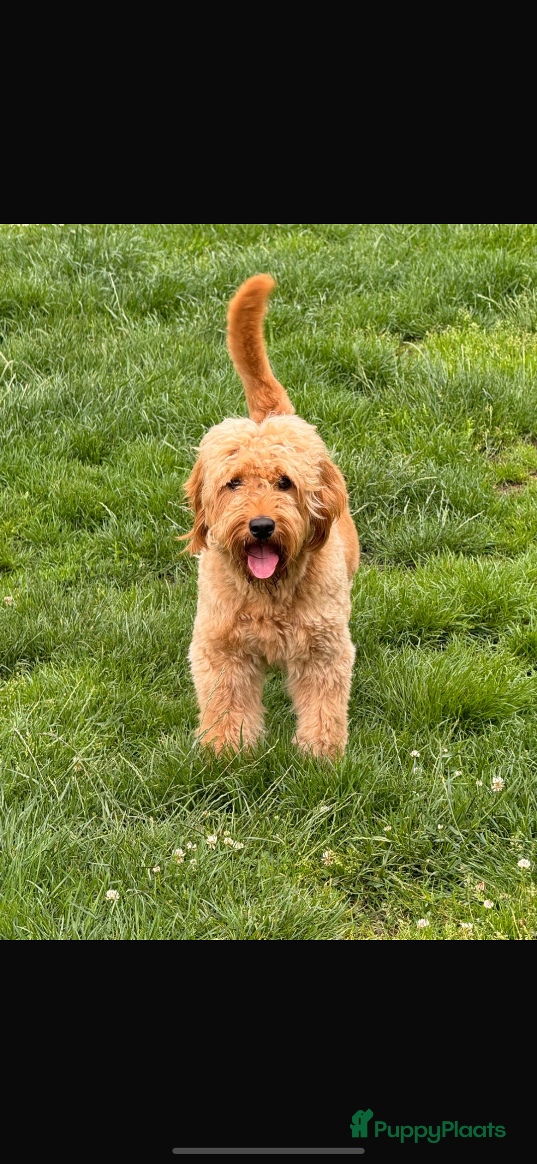 Kruising honden te koop: PRACHTIGE GOLDENDOODLE MINI REUTJE - Advertentie 8