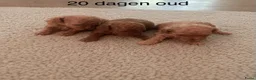 Maltipoo honden te koop: 2 Prachtige reutjes - Advertentie 8