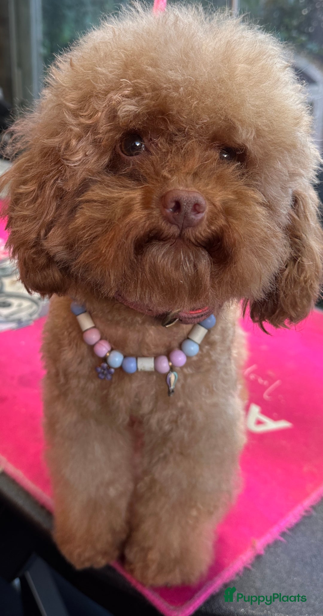 Poedel Toy honden te koop: Toy Poedel teefje - Advertentie 3