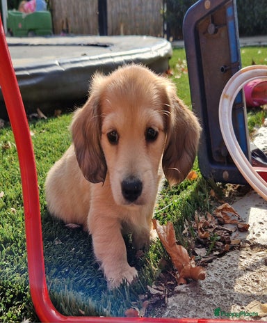 teckel-langhaar-pups-te-koop-puppyplaats