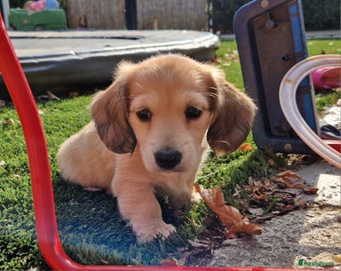 Teckel langhaar Pups Te Koop Puppyplaats teckel-langhaar-pups-te-koop-puppyplaats