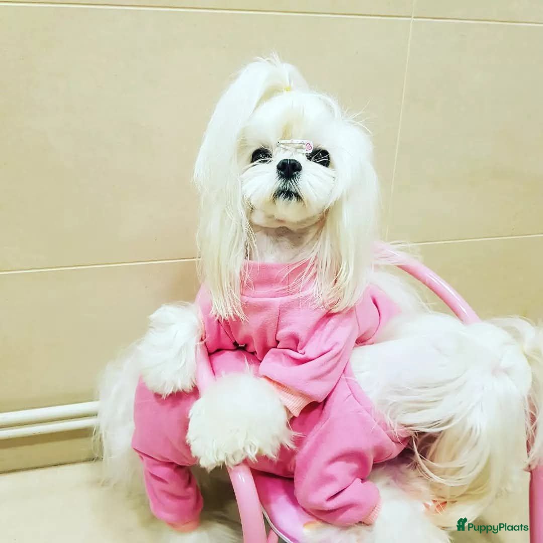 Maltezer honden Asian malteser pup - Advertentie 1