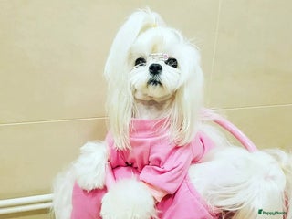 Maltezer honden Asian malteser pup - Advertentie 1