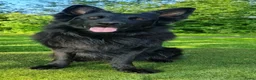 Duitse Herder honden te koop: Langstokharige Duitse Herder puppies zw.en zw/br  - Advertentie 25