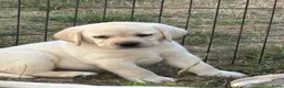 Labrador Retriever honden te koop: Gele Labrador reutjes  - Advertentie 3