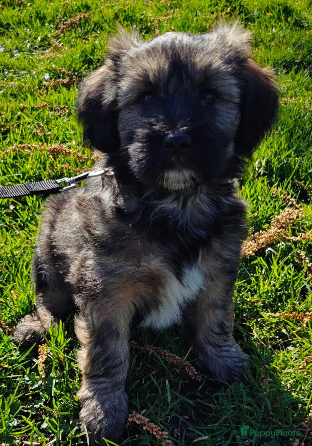 Tibetaanse Terriër honden te koop: Tibetaanse Terriër pup  - Advertentie 1