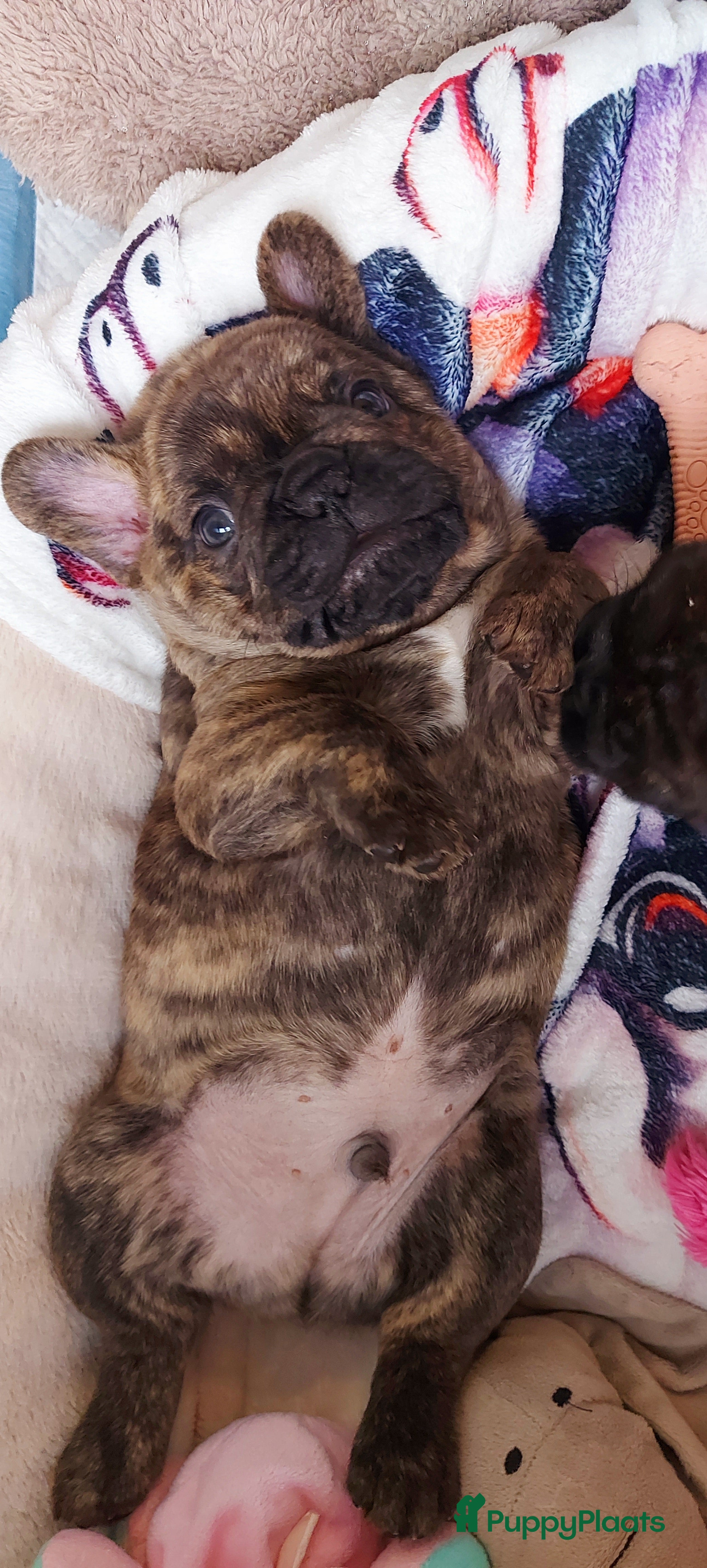 Franse Bulldog honden Prachtige Franse Bulldog pups met stamboom - Advertentie 1