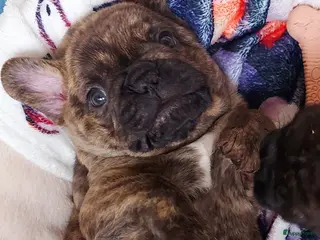Franse Bulldog honden Prachtige Franse Bulldog pups met stamboom - Advertentie 2