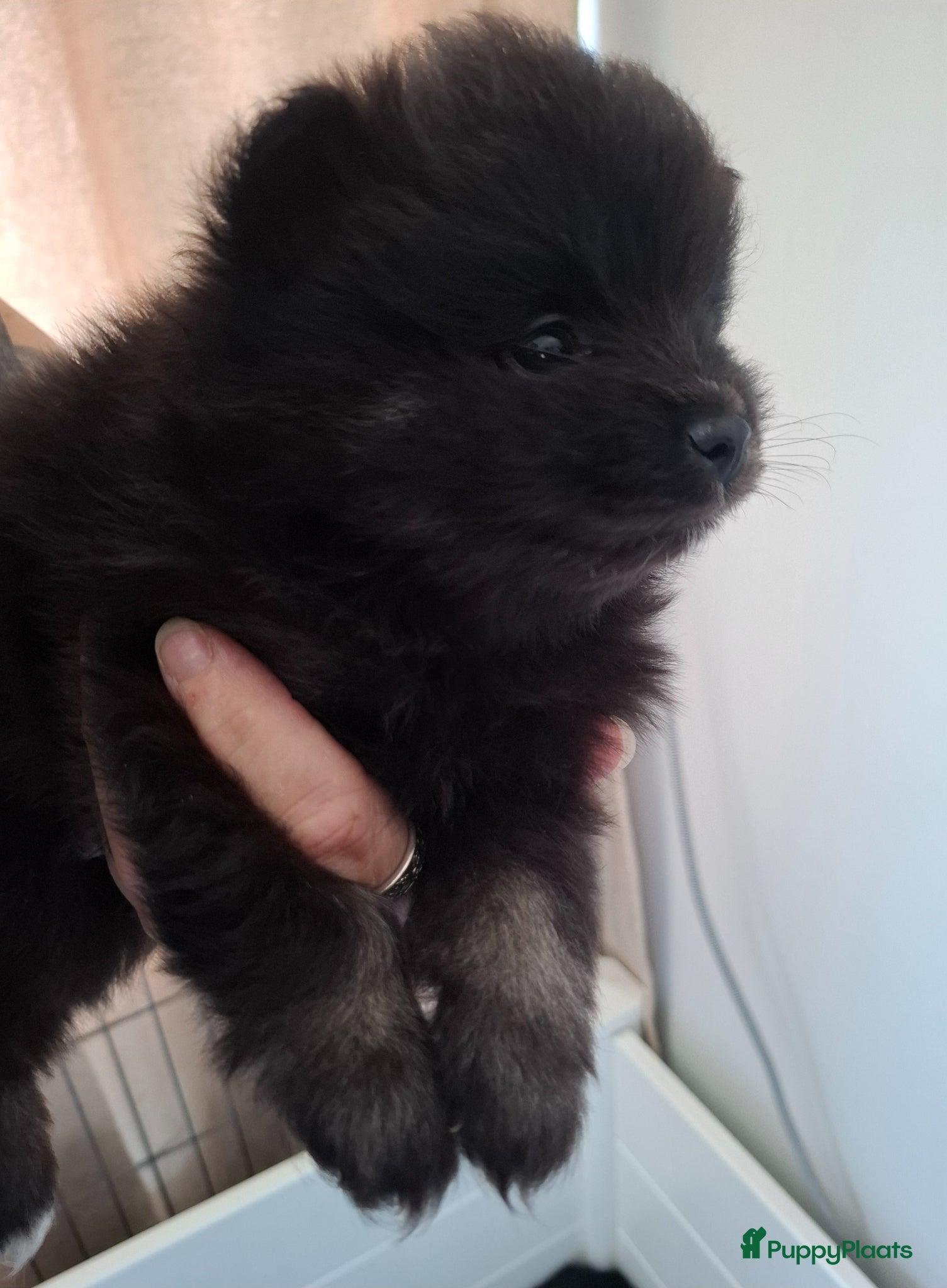 Pomeriaan honden Dwergkees nog 1 reutje - Advertentie 2